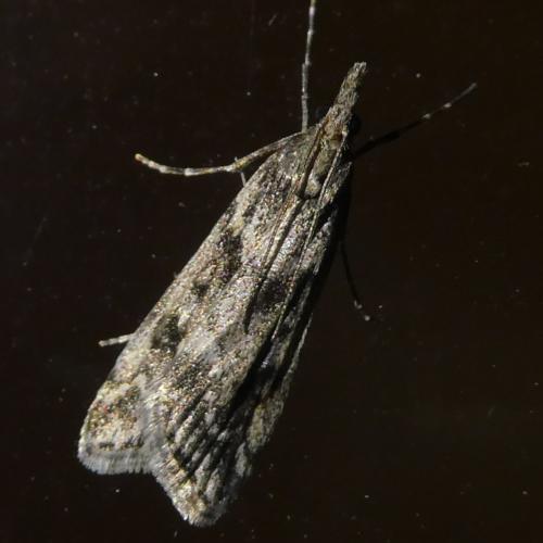 Eudonia angustea